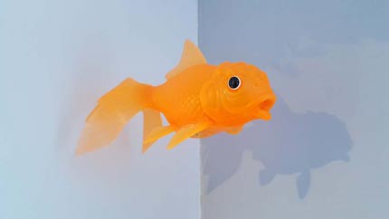 Guldfisk